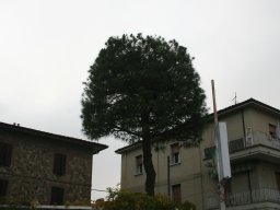 Potatura degli alberi